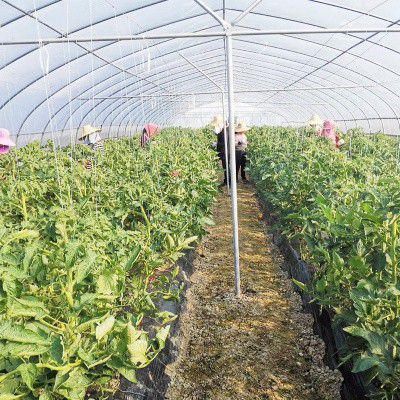 福建蔬菜大棚